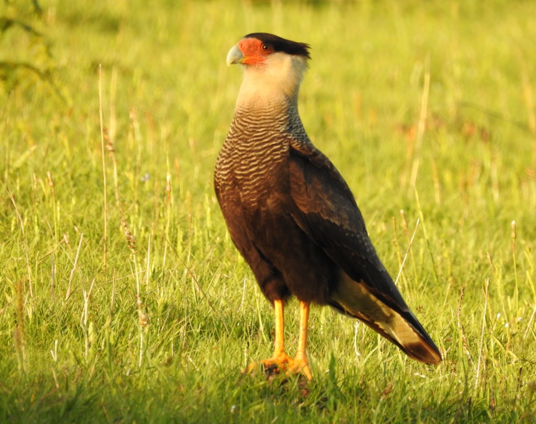 Foto carcará (Caracara plancus) Por Claudio Cesar | Wiki Aves - A ...