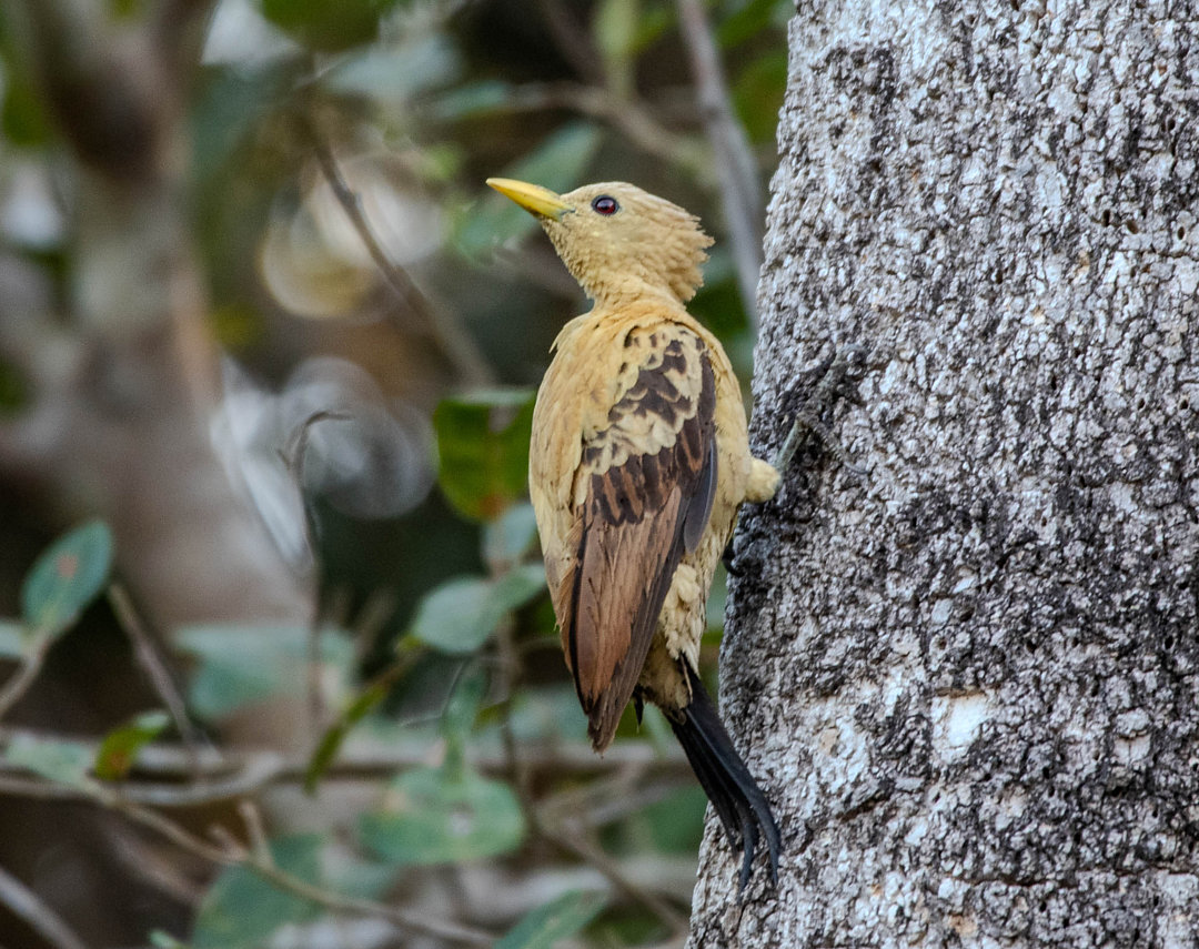 Foto pica-pau-amarelo (Celeus flavus) Por Antonio Gutierrez | Wiki Aves ...
