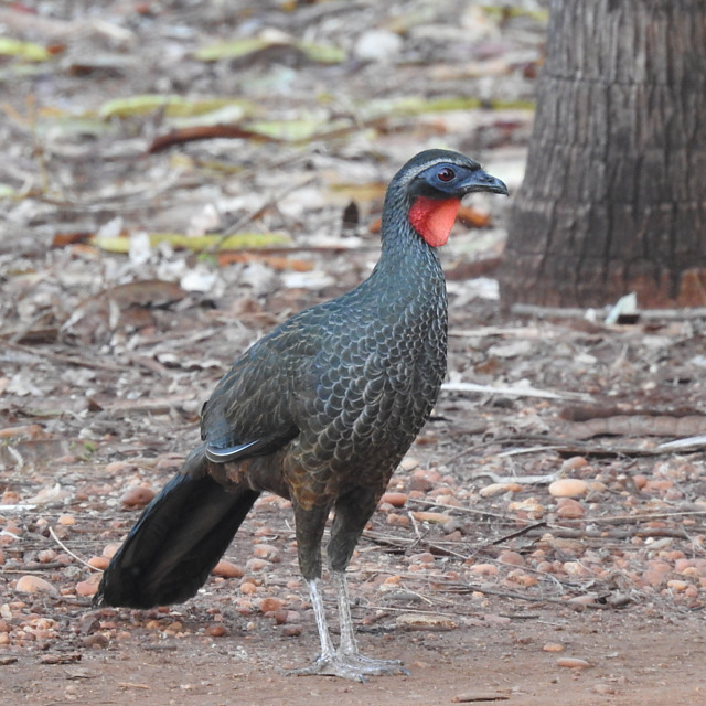 Foto jacupemba (Penelope superciliaris) Por Andre Silva 6 ...