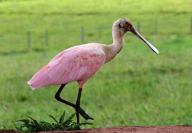 Foto colhereiro (Platalea ajaja) Por Alan Souza | Wiki Aves - A ...