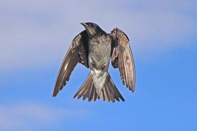 andorinhadomésticagrande (Progne chalybea) WikiAves A