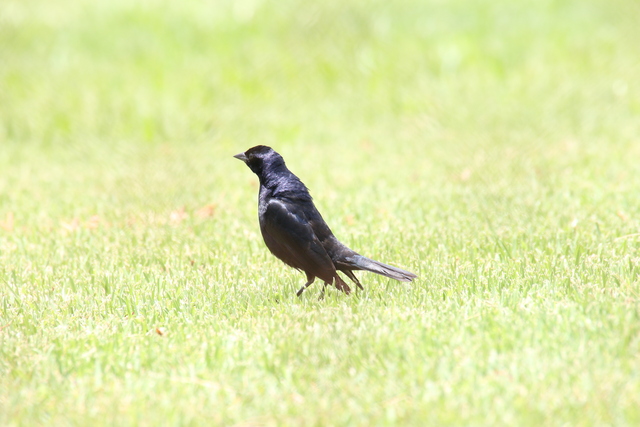 Foto chupim (Molothrus bonariensis) Por Altevir Depetris | Wiki Aves ...