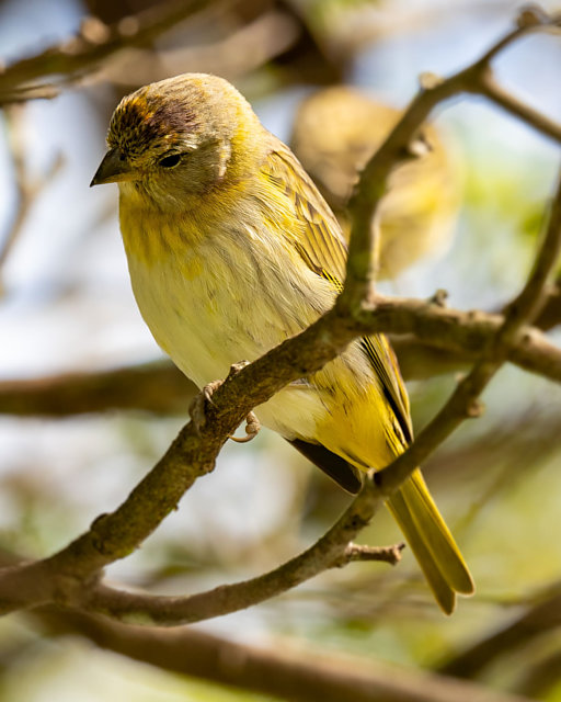 foto-can-rio-da-terra-sicalis-flaveola-por-j-nior-mota-wiki-aves