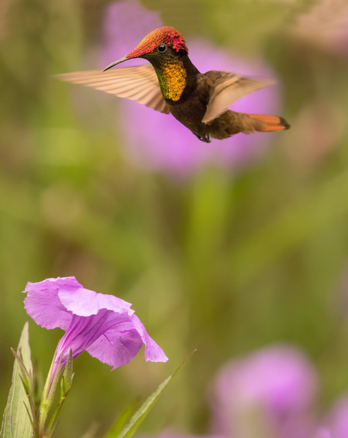 Beija Flor Vermelho Chrysolampis Mosquitus Wikiaves A Enciclopedia Das Aves Do Brasil