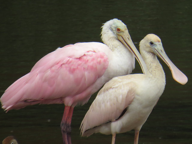 Foto colhereiro (Platalea ajaja) Por Agostinho Rodarte | Wiki Aves - A ...