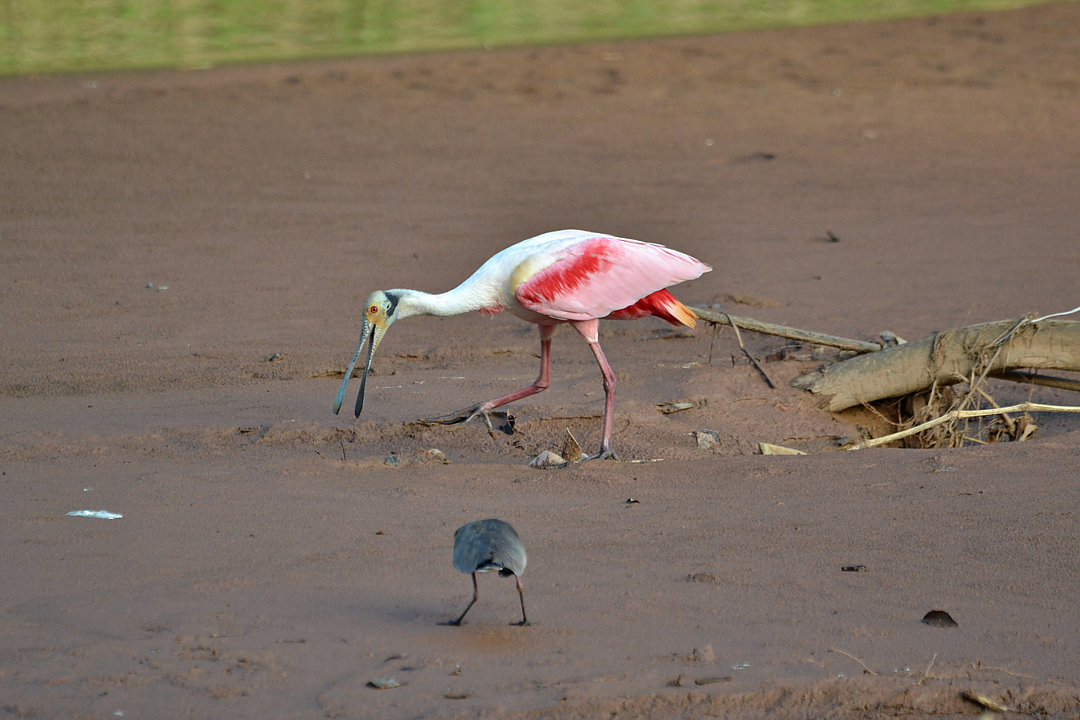 Foto colhereiro (Platalea ajaja) Por Luciano Moura | Wiki Aves - A ...