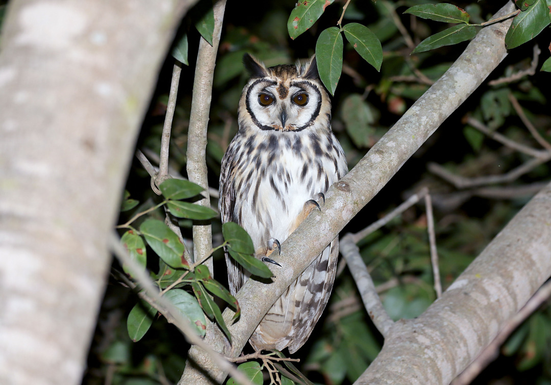 foto-coruja-orelhuda-asio-clamator-por-jayrson-ara-jo-wiki-aves-a