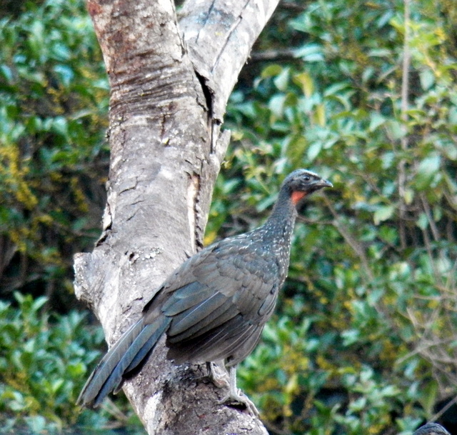 Foto jacuaçu (Penelope obscura) Por Vagner Bordin Wiki Aves A