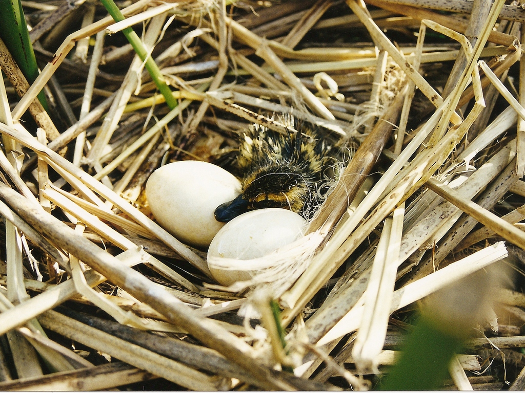 Image result for Heteronetta atricapilla nest