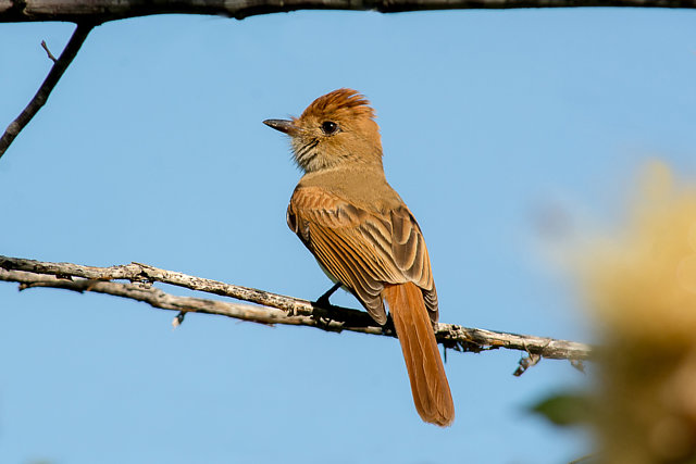 Foto caneleiroenxofre (Casiornis fuscus) Por Mario Araujo Wiki Aves