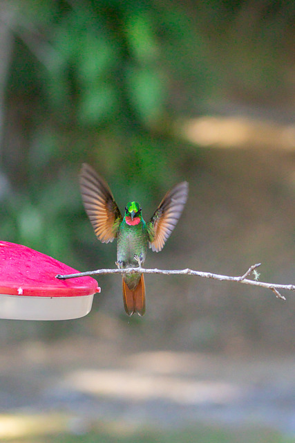Foto beija-flor-rubi (Heliodoxa rubricauda) Por José Augusto ...