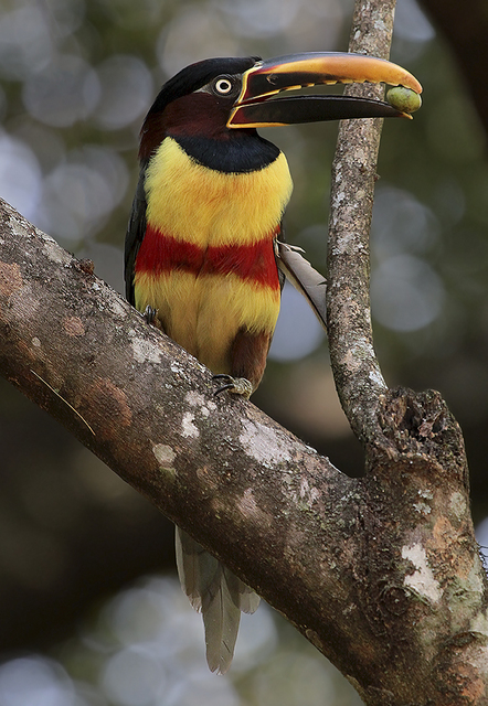 ara-ari-castanho-pteroglossus-castanotis-wikiaves-a-enciclop-dia
