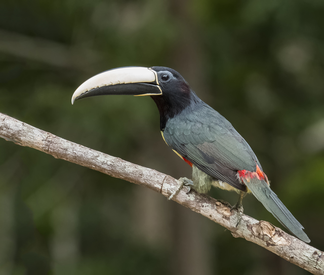 araçari-de-bico-branco (Pteroglossus aracari) | WikiAves - A ...