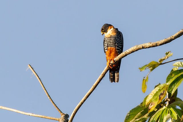 Foto cauré (Falco rufigularis) Por João Vitor Andriola | Wiki Aves - A ...