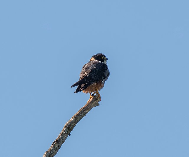 Foto cauré (Falco rufigularis) Por Giancarlo Müller Pozzebon | Wiki ...