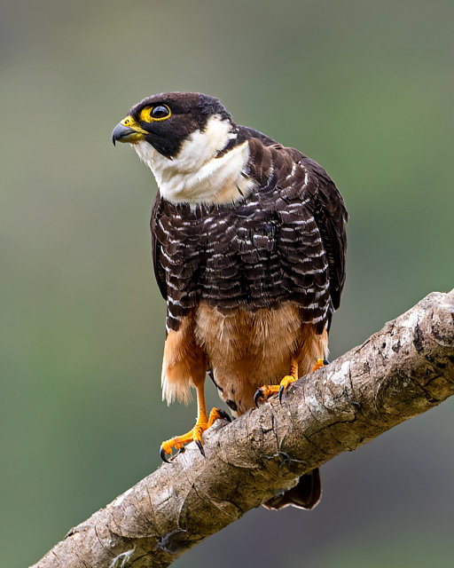 foto-caur-falco-rufigularis-por-paulo-mascaretti-wiki-aves-a