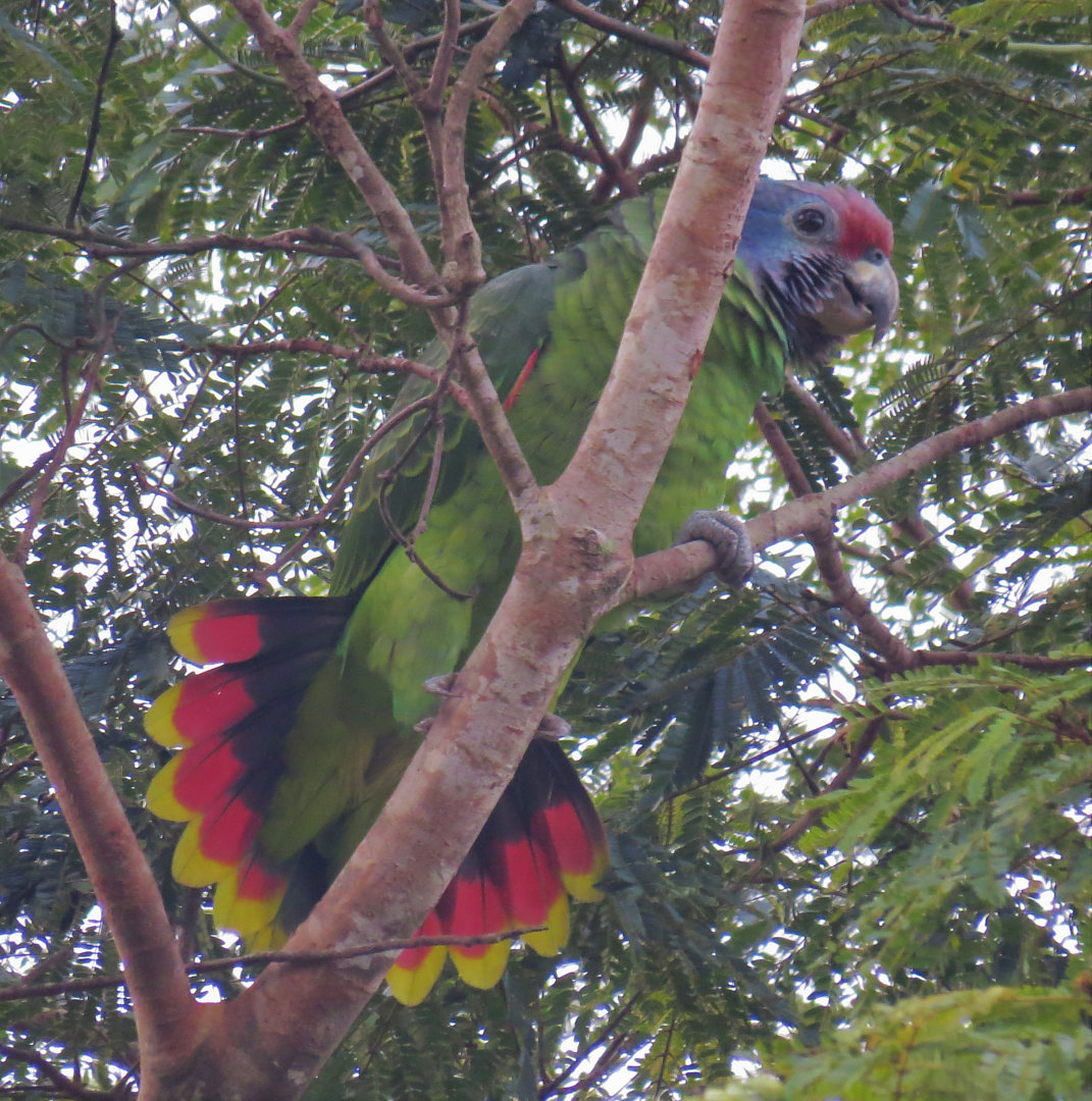 foto-papagaio-de-cara-roxa-amazona-brasiliensis-por-pedro-behne