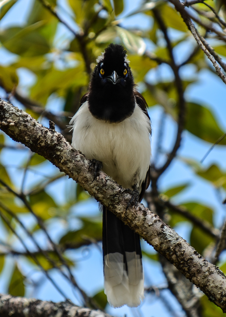 Foto gralha-cancã (Cyanocorax cyanopogon) Por Saulo Gomes | Wiki Aves ...