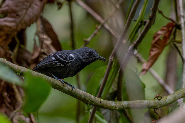 Foto choquinhapequena (Myrmotherula minor) Por Giovan Alex Wiki Aves