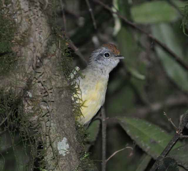 foto-choquinha-lisa-dysithamnus-mentalis-por-rafael-ritter-wiki