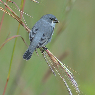 Patta Insect patativa (Sporophila plumbea) | WikiAves - A Enciclopédia das Aves do ...