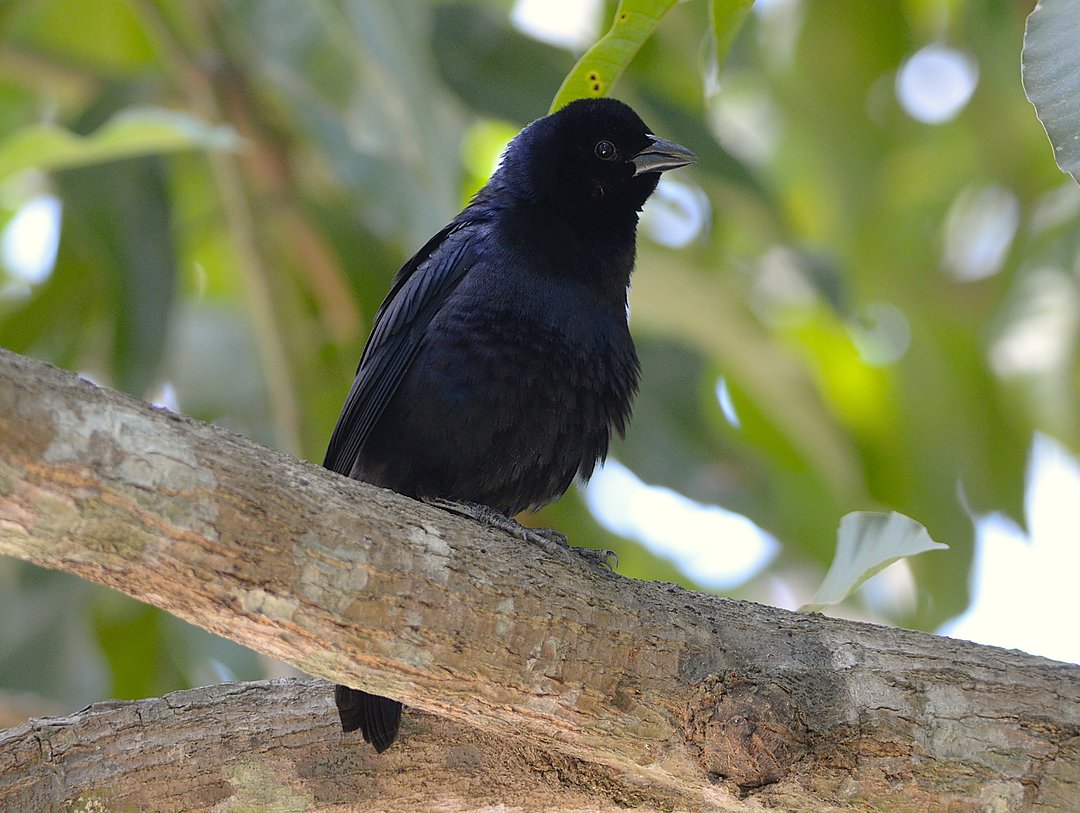 Foto chupim (Molothrus bonariensis) Por Klauss Moura | Wiki Aves - A ...