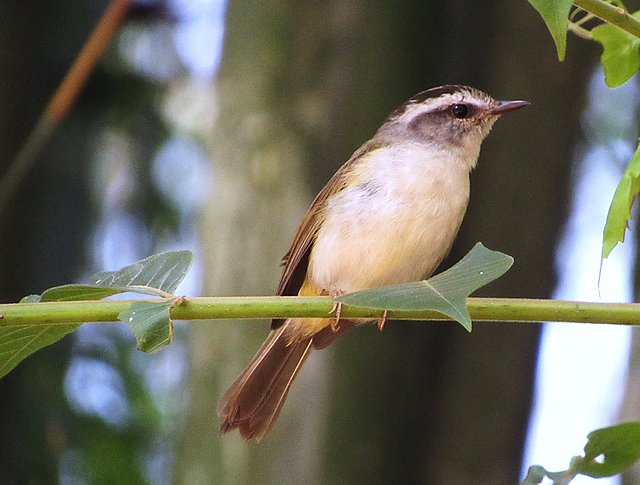 Foto pula-pula (Basileuterus culicivorus) Por Paulo Roberto Raimundo ...