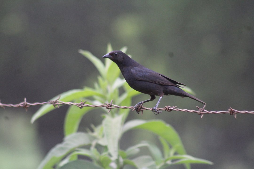Foto chupim (Molothrus bonariensis) Por Felipe O. Reis | Wiki Aves - A ...