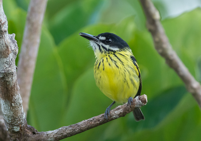 Foto ferreirinhopintado (Todirostrum pictum) Por Roseanne Almeida