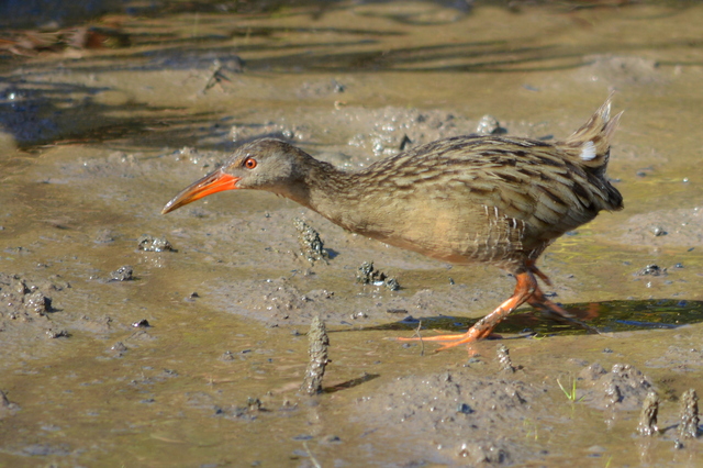 saracura-matraca (Rallus longirostris) | WikiAves - A Enciclopédia das ...
