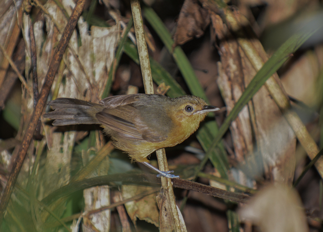 Foto chororódidi laeta) Por Saulo Gomes Wiki Aves