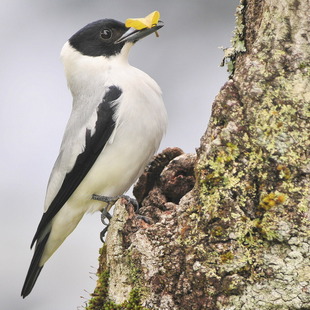 Tityrinae WikiAves A Enciclopédia das Aves do Brasil