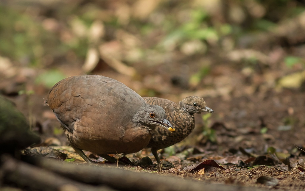 Foto inhambuguaçu (Crypturellus obsoletus) Por Elvis Japão Wiki