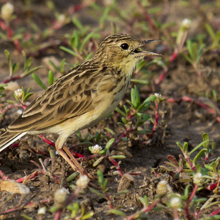Motacillidae WikiAves A Enciclopédia das Aves do Brasil