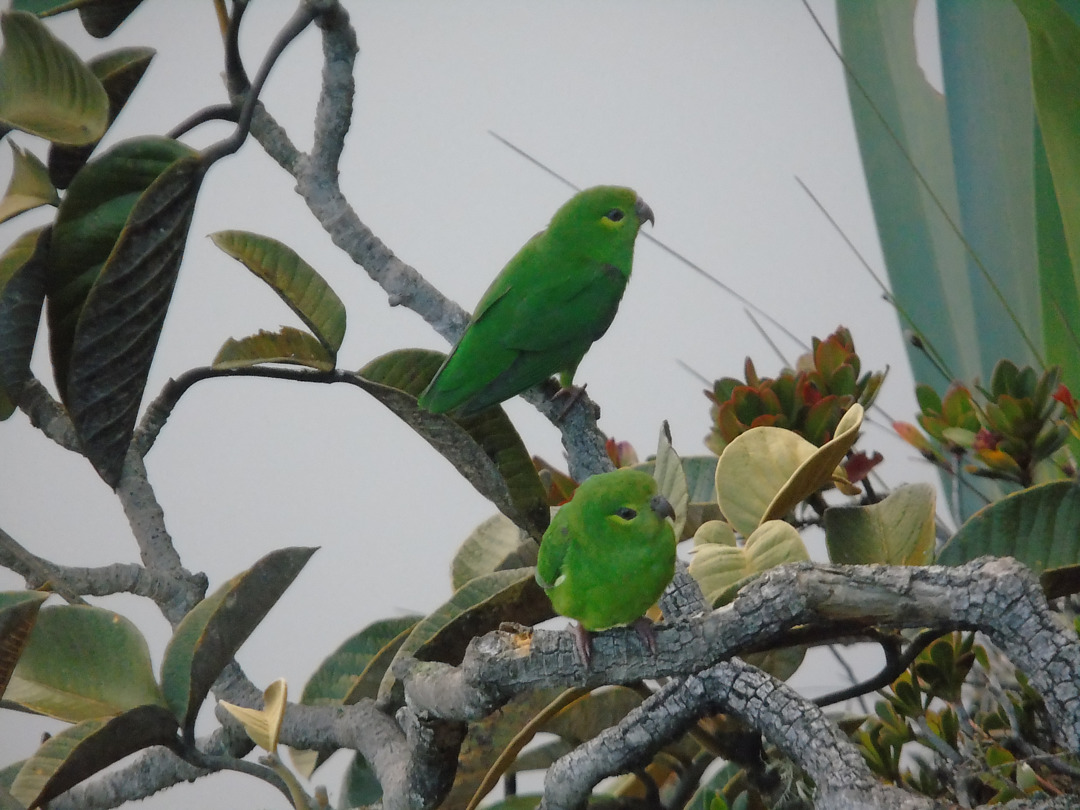Foto periquitodostepuis (Nannopsittaca panychlora) Por Henrique