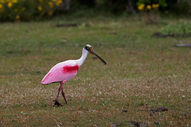 Foto colhereiro (Platalea ajaja) Por Leonildo Piovesan - Seberí-RS ...