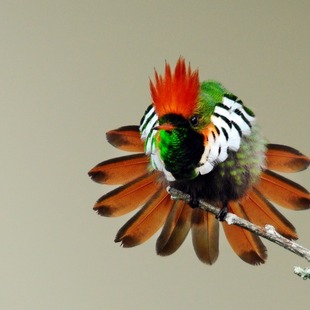 Apodiformes WikiAves A Enciclopédia das Aves do Brasil
