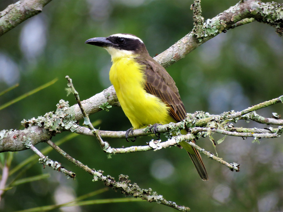 foto-neinei-megarynchus-pitangua-por-jairo-silva-wiki-aves-a