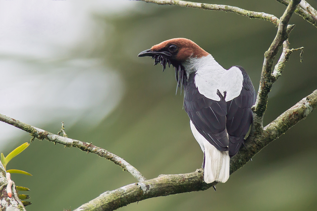 arapongadonordeste (Procnias averano) WikiAves A Enciclopédia das