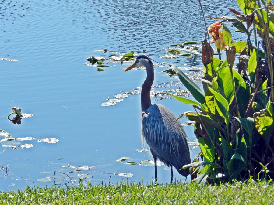 foto-gar-a-azul-grande-ardea-herodias-por-jacques-passamani-wiki