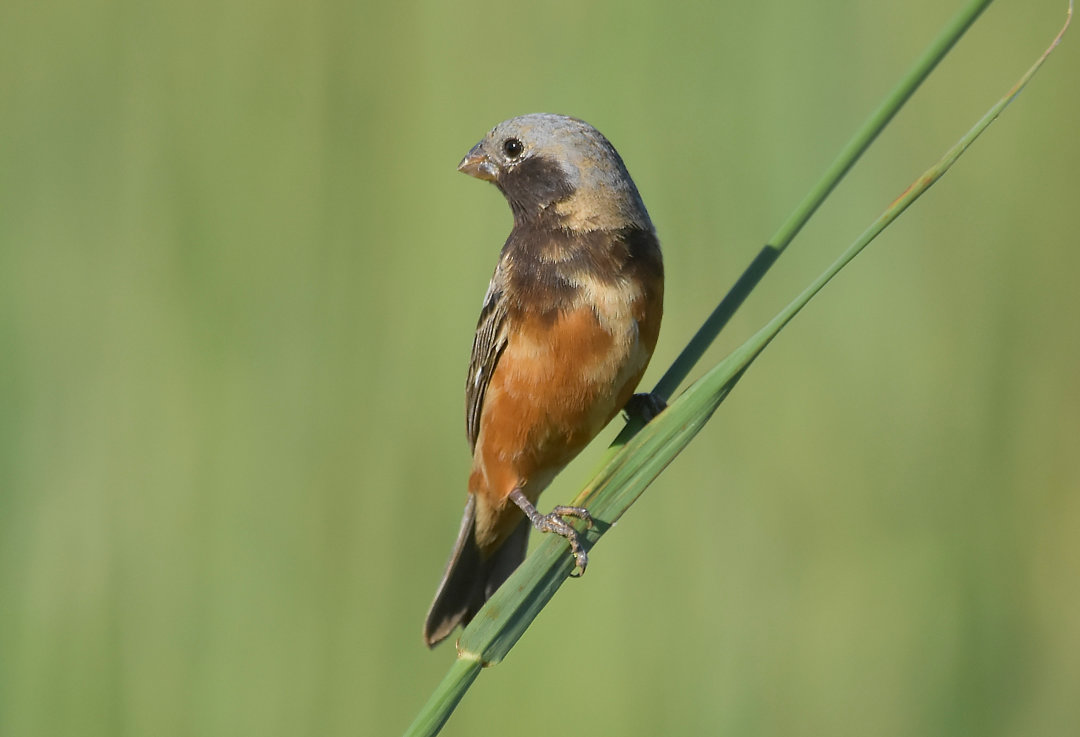 foto-caboclinho-de-papo-escuro-sporophila-ruficollis-por-ricardo-o