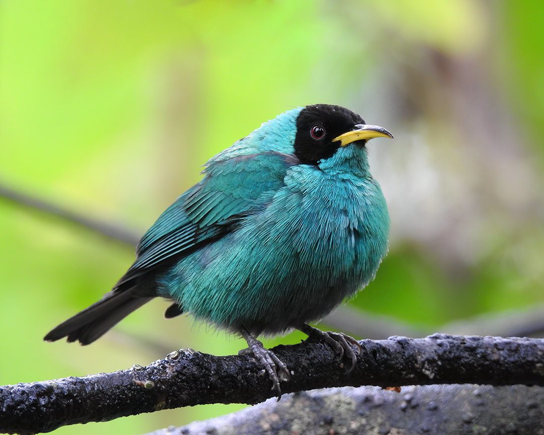 foto-sa-verde-chlorophanes-spiza-por-aderson-sartori-wiki-aves-a