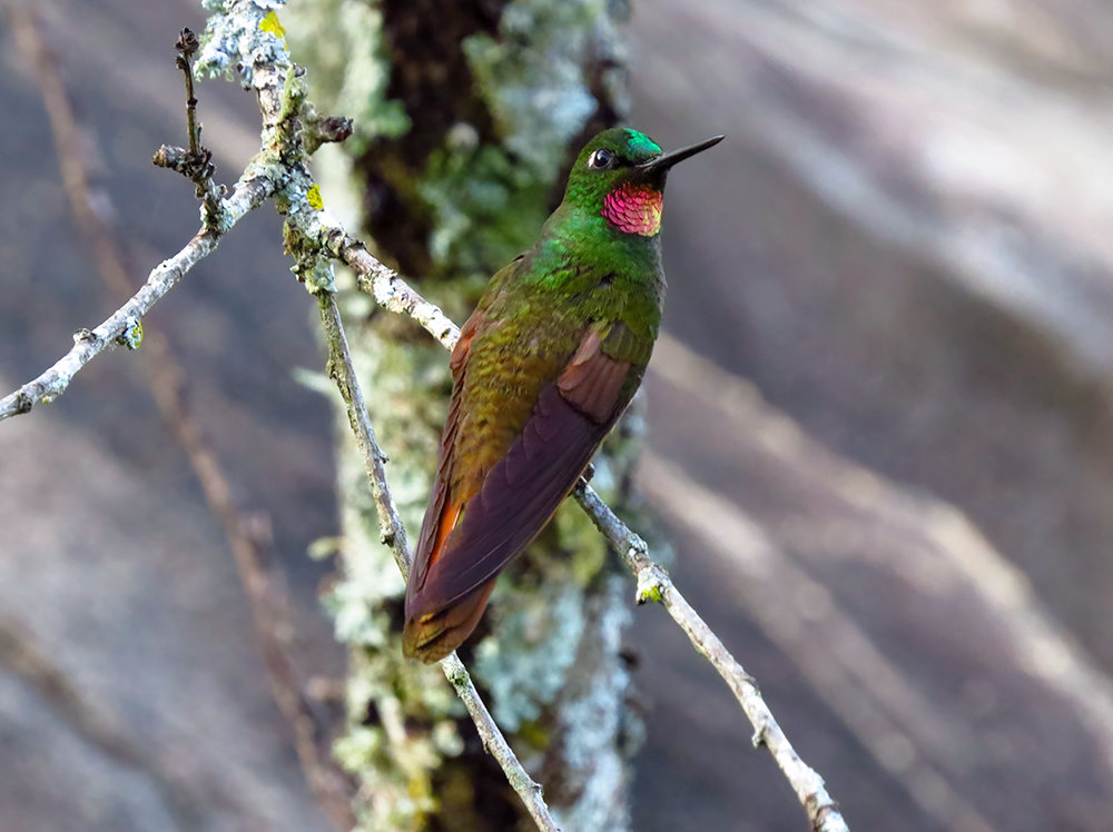 Foto beija-flor-rubi (Heliodoxa rubricauda) Por Fernando Pacheco | Wiki ...