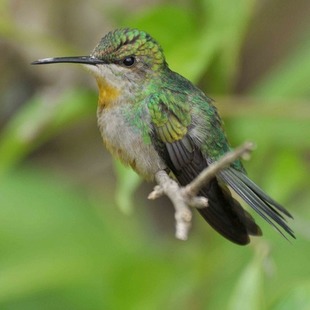 Thalurania sp. (Thalurania sp.) WikiAves A Enciclopédia das Aves do