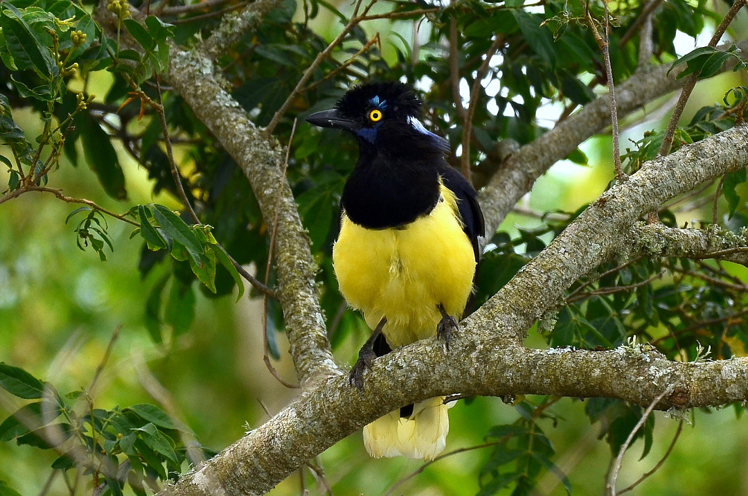 foto-gralha-pica-a-cyanocorax-chrysops-por-luiz-fernando-carvalho
