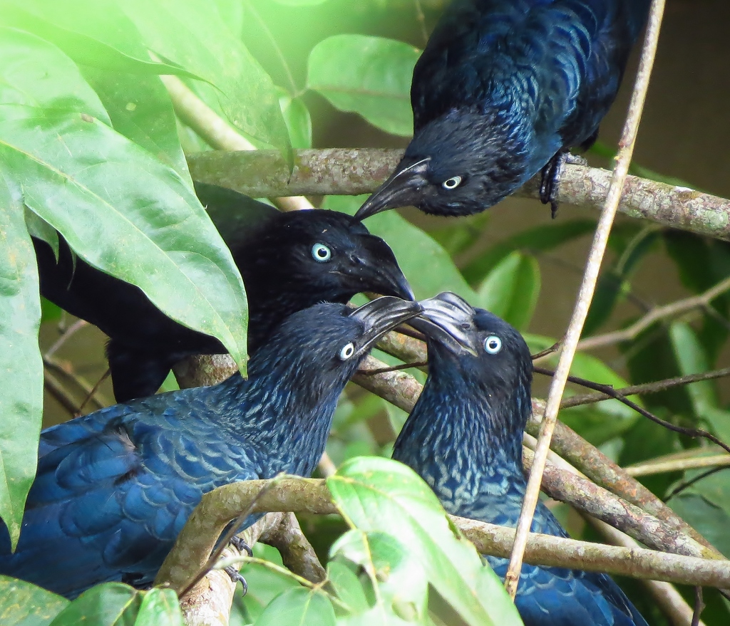 Foto anu-coroca (Crotophaga major) Por Priscilla Diniz | Wiki Aves - A ...