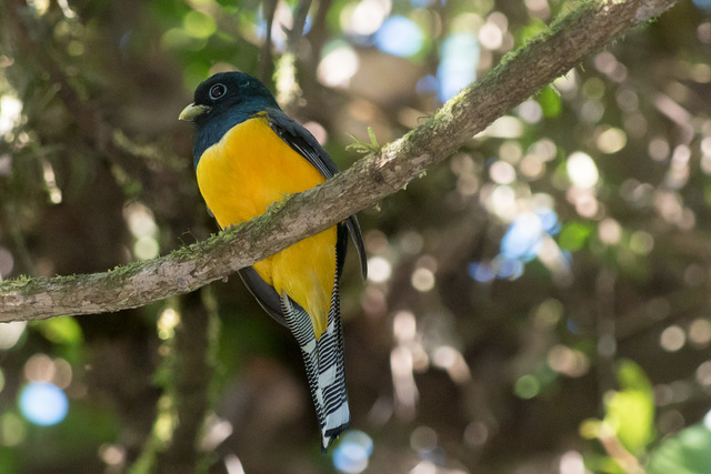 Foto surucuádourado (Trogon chrysochloros) Por Flavio Moraes Wiki
