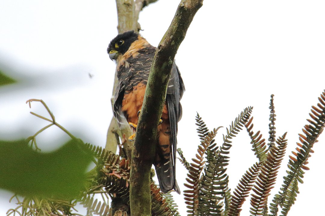 Foto cauré (Falco rufigularis) Por Carlos Roberto | Wiki Aves - A ...