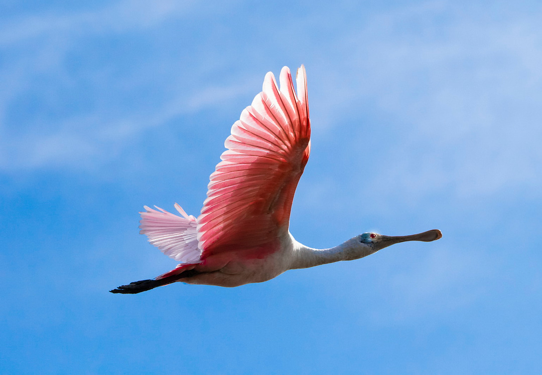 Foto colhereiro (Platalea ajaja) Por Carlos Vieira. | Wiki Aves - A ...