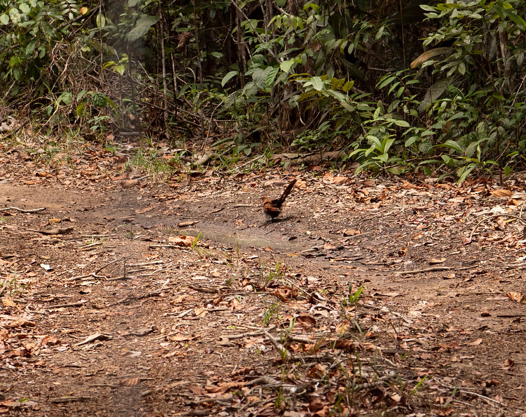 foto-alma-de-gato-piaya-cayana-por-felipe-penedo-wiki-aves-a